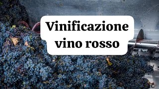 COME FARE IL VINO ROSSO IN CASA EP 2 LA VINIFICAZIONE [upl. by Anelis]