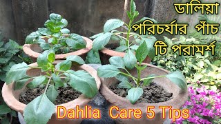 Growing Dahlias from Cuttings 5 tips [upl. by Sanburn]