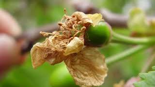 Detección temprana de presión y resistencia a fungicidas Botrytis en cerezos [upl. by Millhon]