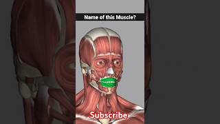 orbicularis oris muscle anatomy  orbicularis oris foryou shorts [upl. by Nolyarg760]