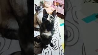 las reinas del año 2306mexico tiktok cat gatitos barcelona argentina españa ❤❤ [upl. by Ahsinel]