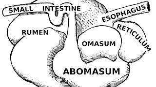 Digestive Systems of Livestock Anatomy [upl. by Glantz]