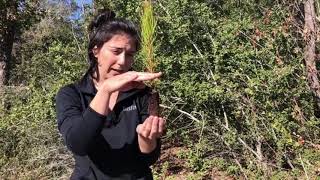 How to Plant a Loblolly Pine Sapling [upl. by Ecirtaemed]