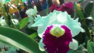 Tuyets Orchids Hoa LAN Little Saigon CA [upl. by Orose]