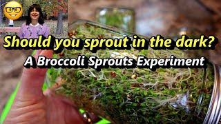 Growing Broccoli Sprouts  Do they need to be kept in the dark for the first 4 days An Experiment [upl. by Doreg202]