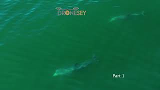 Bottlenose Dolphins Interaction Part 1 [upl. by Ursuline854]