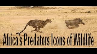 Africas Predators Icons of Wildlife [upl. by Llen886]