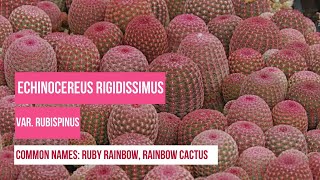 Plant Profiles Cactus  Echinocereus Rigidissimus Var Rubispinus or Rainbow cactus Ruby Rainbow [upl. by Mahala]