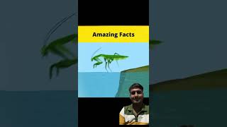 Dushmano ka dushman hai ye keeda 😬🥸🪱🐛 amazingfacts factsinhindi facts latestnews news [upl. by Cloris]