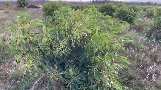 Happy Hass Avocado Farmer In Laikipia Kenya [upl. by Yrannav]