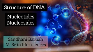 Structure of DNA nucleotides and nucleosides Molecular basis of inheritance [upl. by Anaiviv]