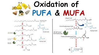 Oxidation of unsaturated fatty acid PUFA and MUFA oxidation [upl. by Wenoa]