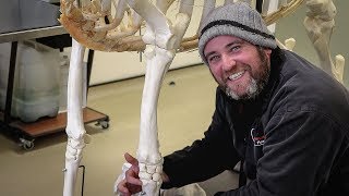 The Equine Skeleton  Thoracic Fore Limb with Paul Conroy Bsc Hons [upl. by Arinay906]