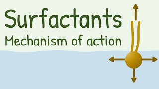 Surfactants Mechanism of Action [upl. by Bria]