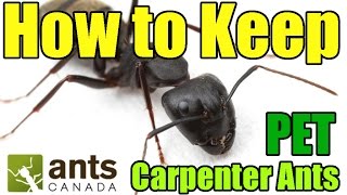 Carpenter Ants Camponotus  AntsCanada Tutorial [upl. by Bashemeth616]