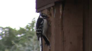 Woodpecker pecking down my house one peck at a time [upl. by Millhon455]