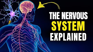 The Nervous System Explained in 15 Minutes [upl. by Carley]