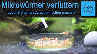 Mikrowürmer züchten und verfüttern  Lebendfutter selber machen  Fischfutter  Anleitung  Rezept [upl. by Kruse730]