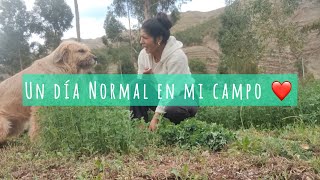 Un día normal en mi Campo con mi Perro ❤️ [upl. by Baun]