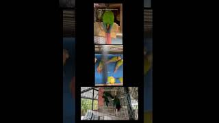 Yellow Side amp Green Cheek Conure Pineapple Conure Crimson Bellied Conure conure parrot parrots [upl. by Jareen953]