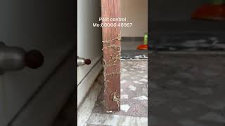 pestcontrol homepestcontrol pestcontrolservice surat home termitecontrol viralvideo [upl. by Aiuhsoj]