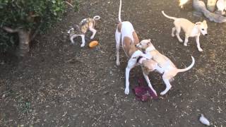 Whippet puppies 8 weeks old in the yard [upl. by Aneehsirk230]