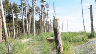 Langara Island highlights [upl. by Eniamerej898]