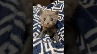 Noodles 🍜 has a dream 🥺… babykitten dreams fosterkitten cutekitten [upl. by Anitsrihc]