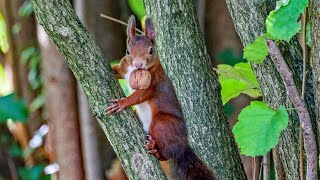 Das Eichhörnchen und die Walnuss  Squirrel and walnut [upl. by Bohs411]