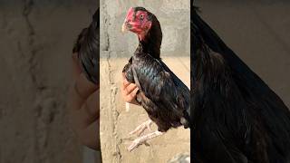 Peshawari aseel  Aseel murgi viralshort birds youtube [upl. by Rehctelf933]