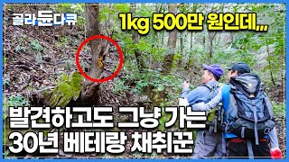 산삼보다 보기 힘들다는 뽕나무 상황버섯 kg당 500만 원 이상의 가치라는데 무슨 일인지 보고도 따가지 않는 채취꾼│한국기행│골라듄다큐 [upl. by Assenahs]