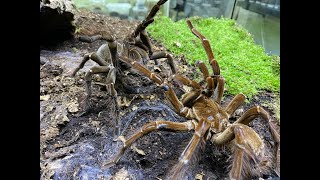 Theraphosa stirmi pairing [upl. by Odnolor]