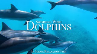 Swimming With Dolphins 4K  30 Minute Underwater Relaxation Film [upl. by Furmark]