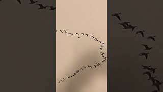 Pink footed geese [upl. by Fitz]