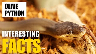 Exploring the Fascinating World of Olive python  Interesting Facts  The Beast World [upl. by Etta889]