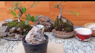 Como hacer un bonsai desde cero  Bonsai de Portulacaria Afra [upl. by Nilat]