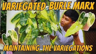 VARIEGATED BURLE MARX CARE AND RESCUE  HOW TO MAINTAIN THE VARIEGATIONS [upl. by Virgil]