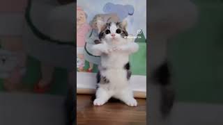 CAT CAT VIDEOS BLOCK CAT BILLI RATCAT BILLI cat rat [upl. by Dream65]