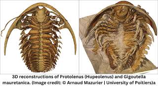 508MillionYearOld “Pompeii” Trilobite Fossils Show NeverBeforeSeen Features [upl. by Ardnuas783]