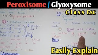 Peroxisome  Glyoxysome  Structure  Class 11 Biology [upl. by Danila862]