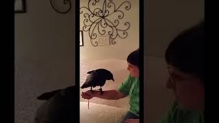 Talking raven [upl. by Sallie]