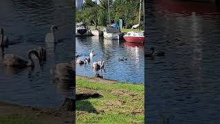 Swans chase heron  Sankey canal Penketh [upl. by Banquer]