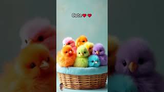 Colorful chicks chirpingBaby chicken colorfulchick cuteanimals birds youtubeshorts [upl. by Ilyssa567]