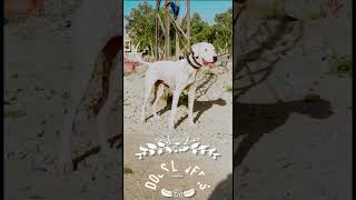 pak desi bully kutta  bully kutta puppies  pakistani bully bullydogs BullyDogBreed [upl. by Treborsemaj]