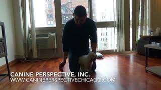 How To Correct Puppy Biting Using Positive Reinforcement Approved “Pet Corrector” [upl. by Gamin]