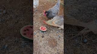 Chicken mom Life So cutes chickens farmlife chickenlife [upl. by Romney]