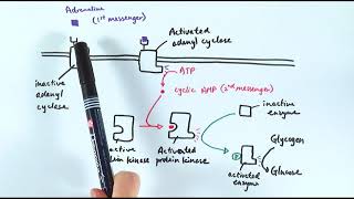 Adrenergic Synthesis And Metabolism animation [upl. by Eillib]