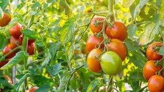 Tomato growing in Uganda Okulima enyanya mu Uganda [upl. by Ztnahc749]