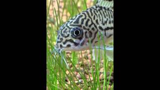 Julii corydoras [upl. by Davie895]