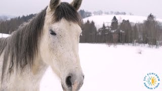 Ski Centrum  Kokava Línia 2018 [upl. by Oria]